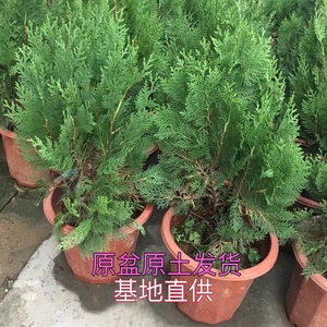 侧柏柏树盆景绿植室内外阳台除甲醛扁柏植物树苗易活净化空气盆栽