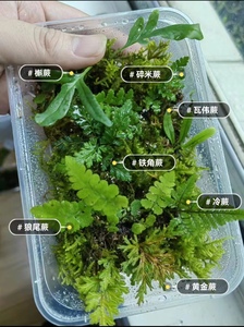 原生态微景观造景迷你蕨类植物生态瓶耐湿雨林缸苔藓小蕨绿植室内