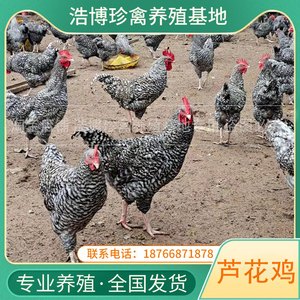 纯种半斤芦花鸡脱温苗青年幼小鸡活苗大种白芦花鸡活体高产下蛋鸡