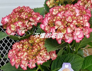 大花绣球苗小胭脂日本进口品种八仙花紫阳花盆栽花苗室外小苗庭院 阿里巴巴找货神器