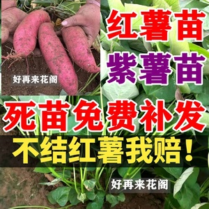 高产紫薯苗地瓜苗紫罗兰脱毒新品种地瓜番薯苗地瓜山芋种植苗秧苗