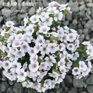 宿根 满天星 浪花仙子Gypsophila Pixie Splash矮生耐寒丰花 盆栽