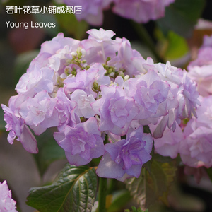 惠子小姐绣球花 惠子小姐绣球花品牌 价格 阿里巴巴 惠子小姐绣球花 惠子小姐绣球花品牌 价格 阿里巴巴
