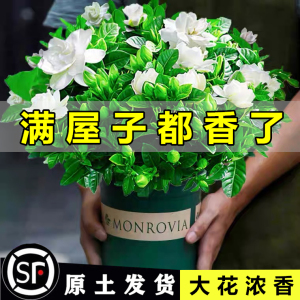 栀子花盆栽花卉植物室内阳台水培大树苗四季好养客厅富贵桌面