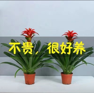 鸿运当头盆栽植物凤梨花水培花卉鲜花红星凤梨绿花植物过年养室内