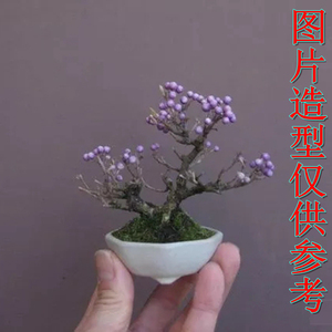 日本进口小叶紫珠紫式部苗微小型盆景绿植紫色观果植物盆栽素材苗 阿里巴巴找货神器