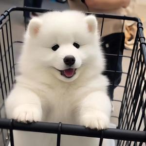 双血统纯种萨摩耶幼犬微笑天使温顺中型犬白色雪橇犬活体宠物狗狗