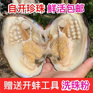 天然淡水自己开珍珠蚌爱迪生河蚌贝壳活蚌多珠取珠手工diy鲜活发