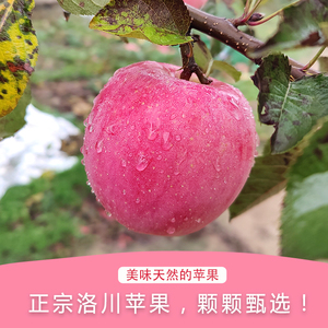 延安洛川苹果水晶红富士黄土高原特产5斤10斤包邮送人自吃冰糖心