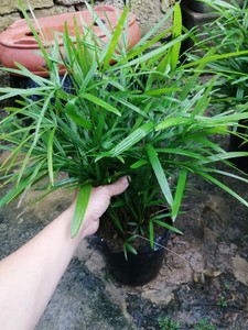 新品种小叶矮种姬棕竹 室内绿植 耐阴耐旱耐寒 偏远不发