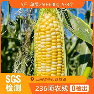 辰颐物语新鲜云南水果玉米4斤现摘苞米脆甜蔬菜旗舰店