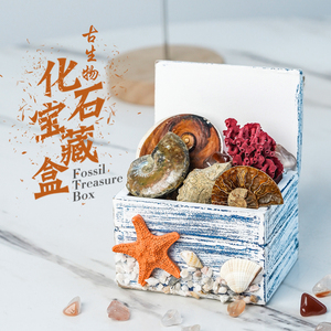 化石宝藏盒弓石燕菊石斑彩螺蝾螺海洋标本盒生日礼物孩子科普教学