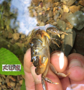 野生活体螃蟹河蟹溪蟹 原生锯齿华溪蟹 水族观赏大小淡水龙溪蟹