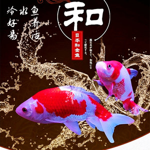 日本和金鱼懒人鱼淡水观赏鱼冷水鱼活鱼好养鱼易活风水鱼金鱼活体