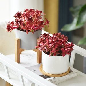 小红叶花盆栽植物 淘宝拼多多热销小红叶花盆栽植物货源拿货 阿里巴巴货源