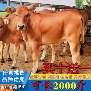 小黄牛活苗出售牛犊改良肉牛西门塔尔牛纯种牛鲁西仔牛犊子活牛苗