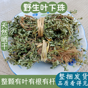 江西客家野生叶下珠珍珠草夜合草珠仔草阴阳草天然草药茶中草药材