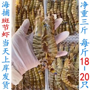 茂名博贺港海捕斑节虾天然竹节虾野生九节虾当天上岸发货新鲜海鲜