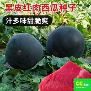 无籽西瓜种子黑皮红瓤特大懒汉超甜巨型无子西瓜水果种籽耐裂包邮