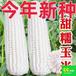 高产四季播白玉米非转基因农家庭园甜糯加糯粘玉米籽甜糯玉米种子