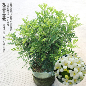 九里香花苗 七里香苗 千里香花 盆栽清香怡人驱蚊庭院植物绿化苗