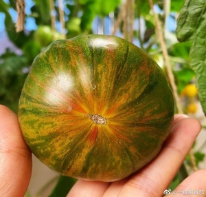 科祖拉#25 由菜友一粒甜番茄购买种植并反馈照片 种子 编号：369