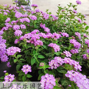 紫色马樱丹五色梅盆栽耐热耐晒庭院阳台花卉多年生草本植物包邮