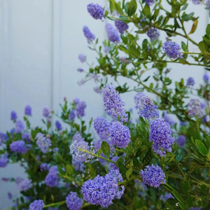 进口美洲茶盆栽多年生灌木蓝色花卉室外庭院耐寒阳台易养护植物
