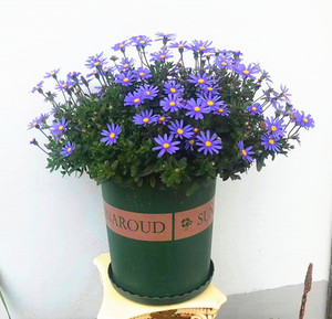 蓝色玛格丽特盆栽大苗小雏菊带花耐寒花卉阳台庭院植物四季花包邮