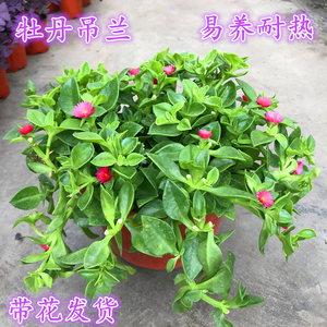 室内外阳台垂吊植物盆栽牡丹吊兰花蔓草太阳玫瑰羊角吊兰樱花吊兰 阿里巴巴找货神器