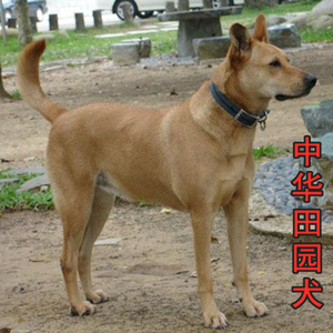 中华田园犬家养幼犬土狗小狗混血狗大黄狗纯黑小白狗体活体种狗崽