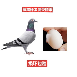 赛鸽鸽子新鲜种蛋一对鸽苗信鸽种鸽可孵化受精蛋活物种1只2可食用