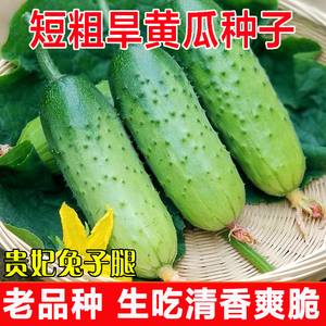 四季黄瓜蔬菜种子贵妃兔子腿短棒水果黄瓜菜籽老品种旱黄瓜菜种子