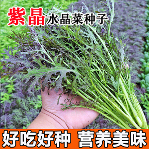 紫晶水晶菜种子盆栽四季千筋京水菜菜种子特色沙拉菜蔬菜种孑