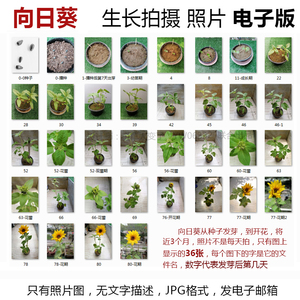 植物生长照片葵花籽种子发芽JPG图片-向日葵成长观察记照片组