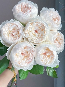 铃兰家 |  可爱瓷 可可杯cocot日本今井清月季超新玫瑰花苗盆栽