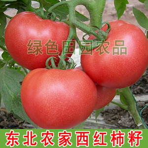 东北农家菜园大红柿子  散装精选 绿色健康可留种 西红柿籽2克