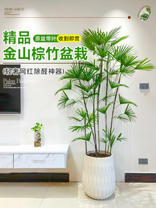 金山棕竹盆栽室内植物大型绿植客厅细叶竹子落地式吸甲醛四季好养