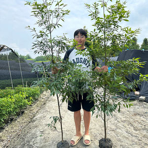 金丝楠木树苗正宗小叶四川北方奇楠沉香木海南黄花梨树苗小叶紫檀