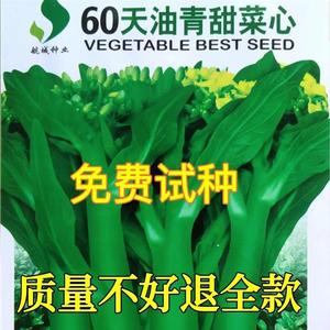 60天油青甜菜心种子早熟耐高温春秋四季超甜菜苔种籽农家蔬菜种子