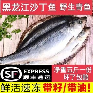 东北沙丁鱼 冷冻无冰大青鱼黑龙江特产传统年货鲱鱼带籽或带油5斤
