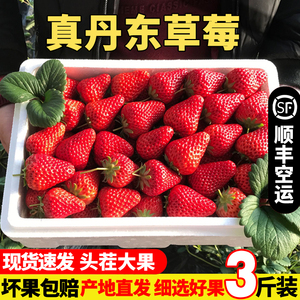 丹东草莓大果新鲜99草莓红颜九九牛奶草莓孕妇水果空应季水果基地