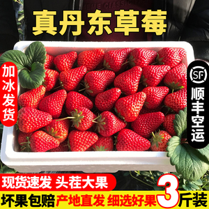 丹东草莓大果新鲜99草莓红颜九九牛奶草莓孕妇水果空应季水果基地