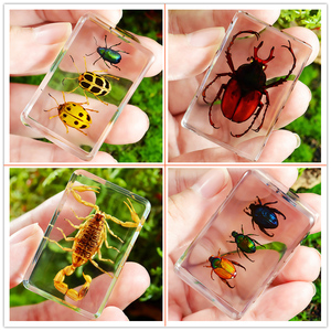 真实昆虫标本透明树脂创意小摆件蝎子蜘蛛甲虫幼儿园教学观察玩具