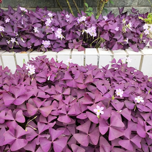 耐寒多年生宿根地被植物紫叶醡酱草种根紫叶草易种好活矮花铺地花