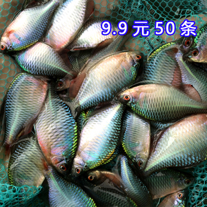 高体鳑鲏七彩旁皮鱼除丝藻观赏鱼活体中国原生鱼群游小型淡水冷水