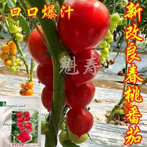 新改良春桃番茄种子种籽粉果桃型心形西红柿苗四季盆栽圣女果苗蔬