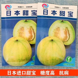 日本甜宝甜瓜种子香瓜特大正品白种籽春季早熟四季种孑水果种子