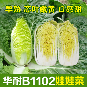 娃娃菜种籽四季小白菜籽春秋蔬菜菜籽鸡蛋黄娃娃菜种子大全种孑冬