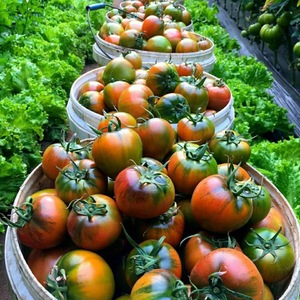 吉野1号草莓番茄种子沙瓤春季粉果西红柿蔬菜四季种籽春季种孑籽